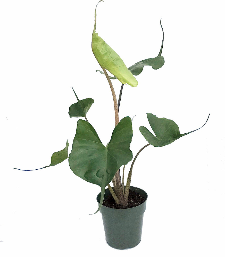 Rare Stingray Plant - 6" Pot - Elephant Ears - Alocasia - Indoors or Out