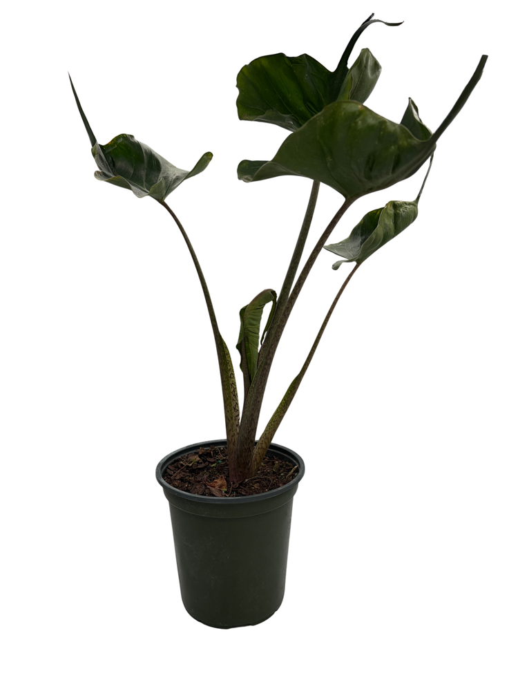 Rare Stingray Plant - 6" Pot - Elephant Ears - Alocasia - Indoors or Out