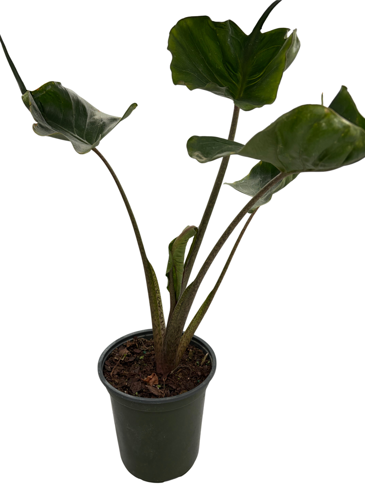 Rare Stingray Plant - 6" Pot - Elephant Ears - Alocasia - Indoors or Out