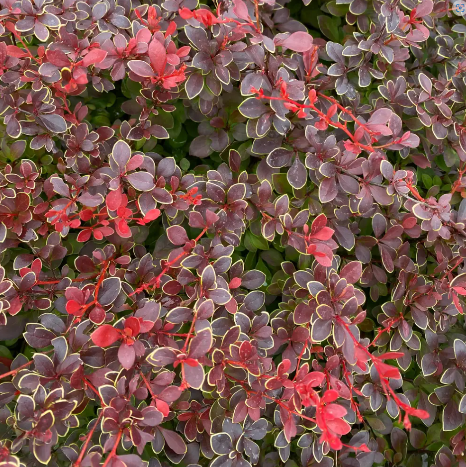 Sunjoy Really Red® Barberry - 4" pot - Berberis thunbergii