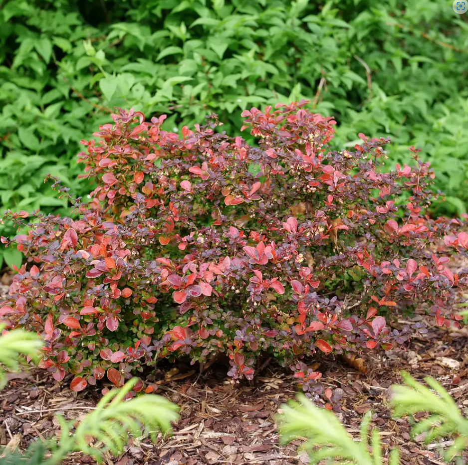 Sunjoy Really Red® Barberry - 4" pot - Berberis thunbergii