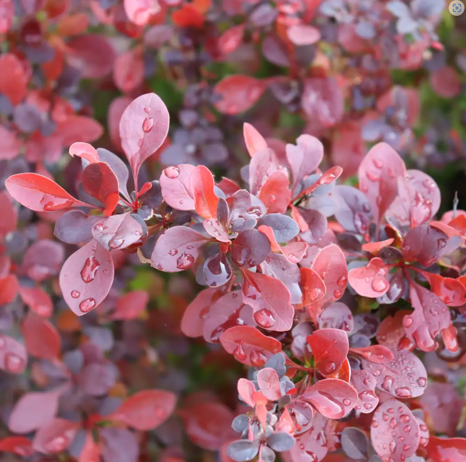 Sunjoy Really Red® Barberry - 4" pot - Berberis thunbergii