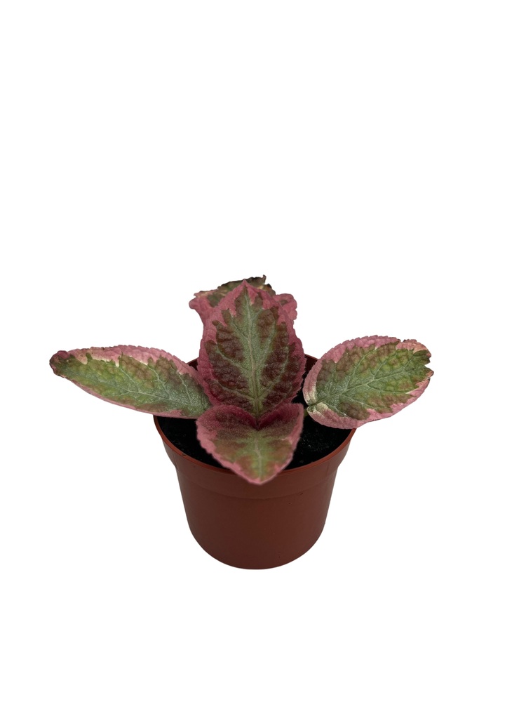 Pink Brocade Flame Violet - Episcia - 2.5" Pot