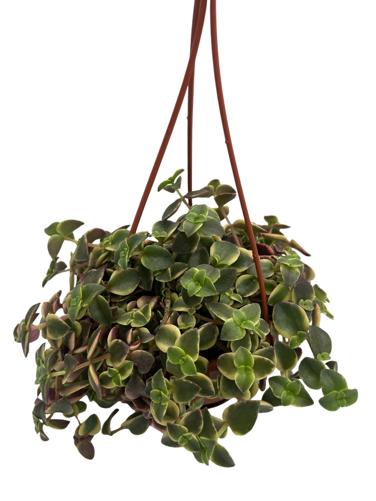 Calico Kitten Succulent Plant - Crassula pellucida variegata - 4" Mini Hanging Basket