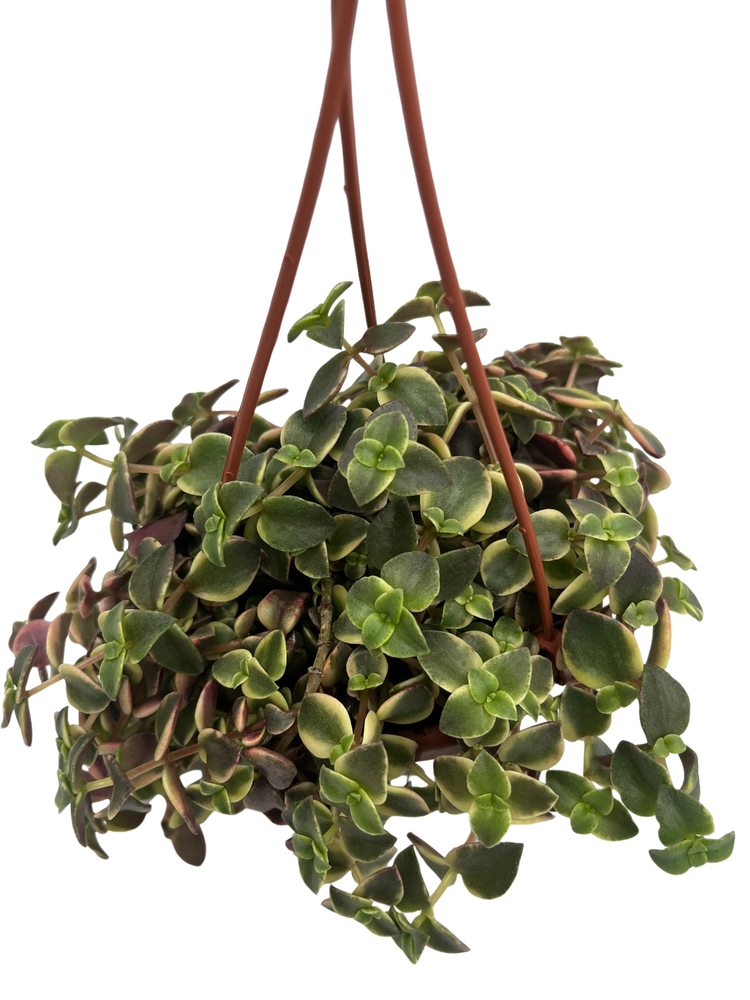 Calico Kitten Succulent Plant - Crassula pellucida variegata - 4" Mini Hanging Basket