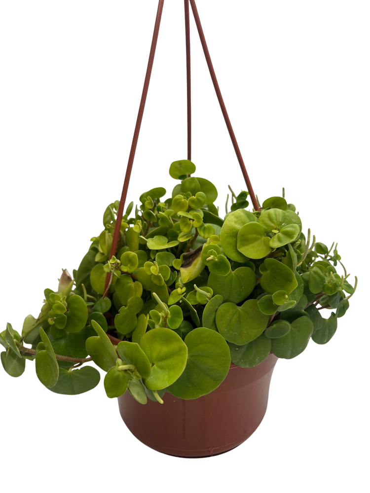 Bitcoin Chinese Money Plant - Peperomia coin - 6" Hanging Basket