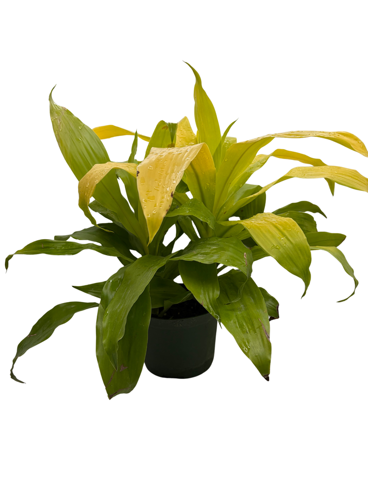 Limelight Madagascar Dragon Tree - 6" Pot - Dracaena