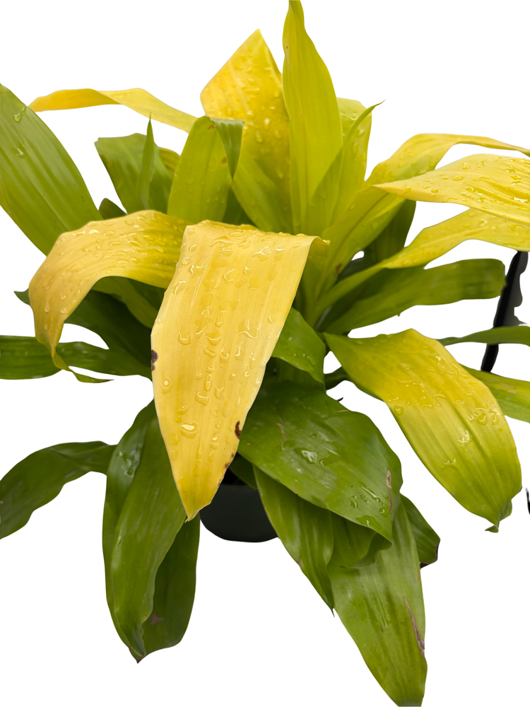 Limelight Madagascar Dragon Tree - 6" Pot - Dracaena