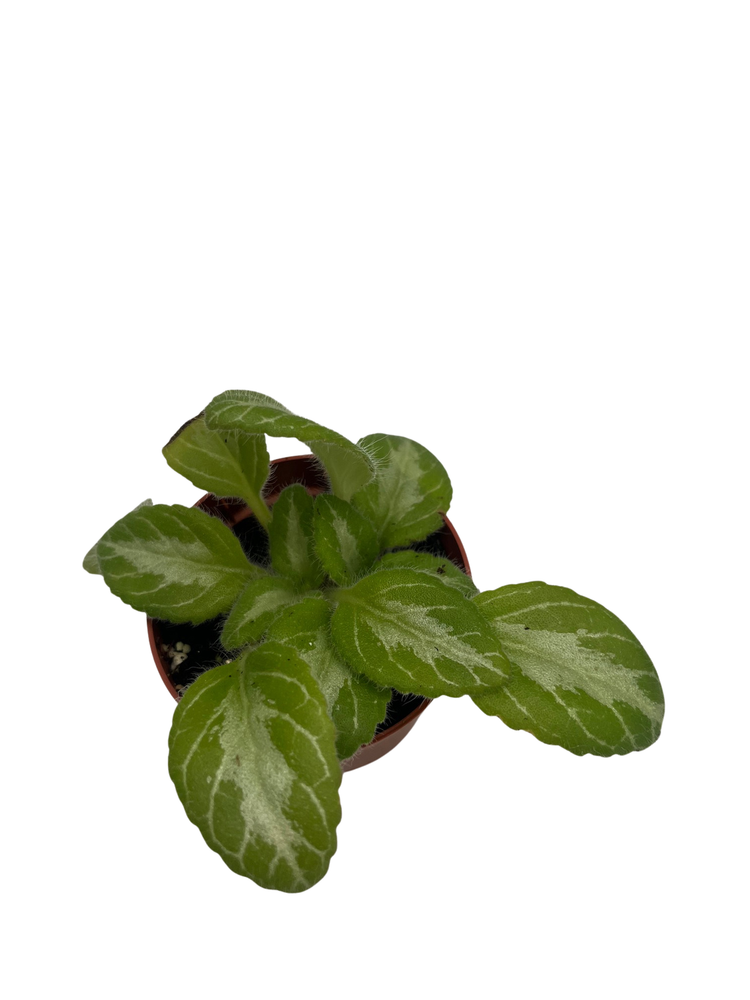 JV Menagerie Asian Violet - Primulina - 2.5" Pot - Blooming House Plant