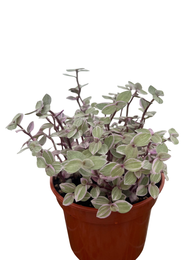 Pink Lady Turtle Vine - Callisia Repens - 4" Pot
