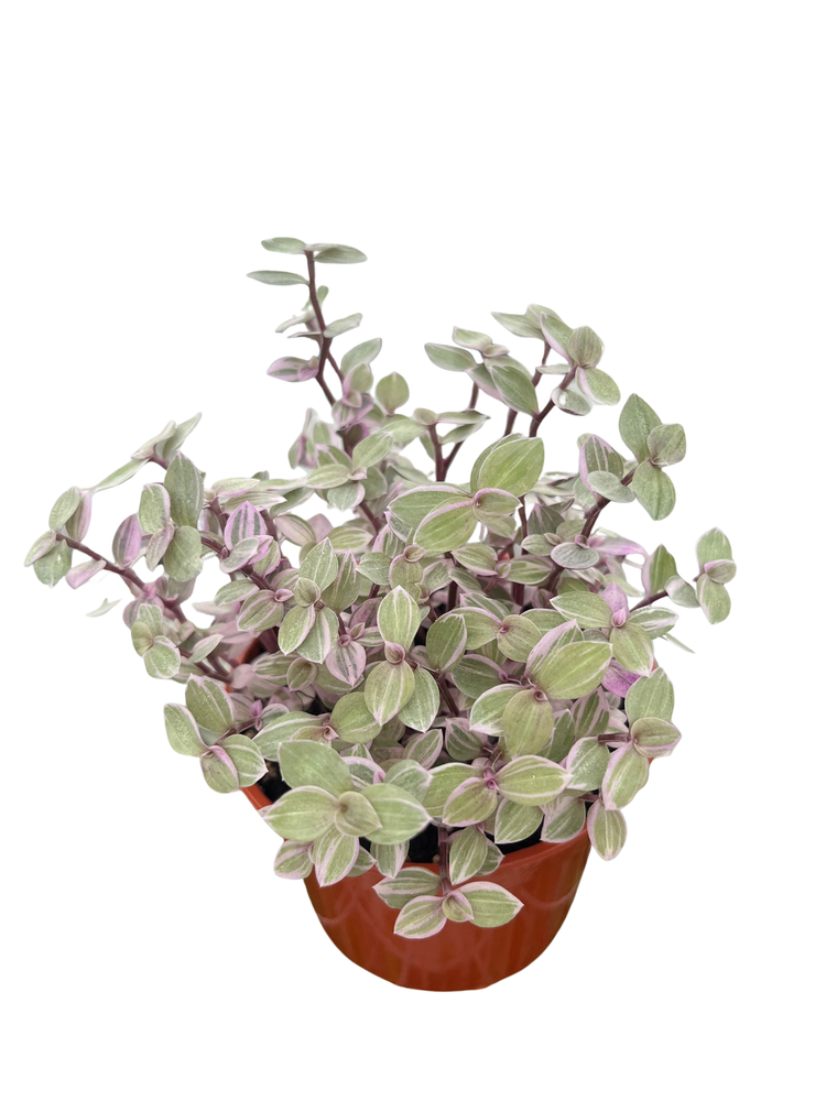 Pink Lady Turtle Vine - Callisia Repens - 4" Pot