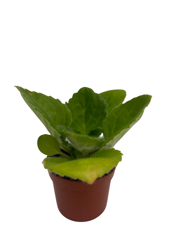 Purple Sunday Asian Violet - Primulina - House Plant - 2.5" Pot