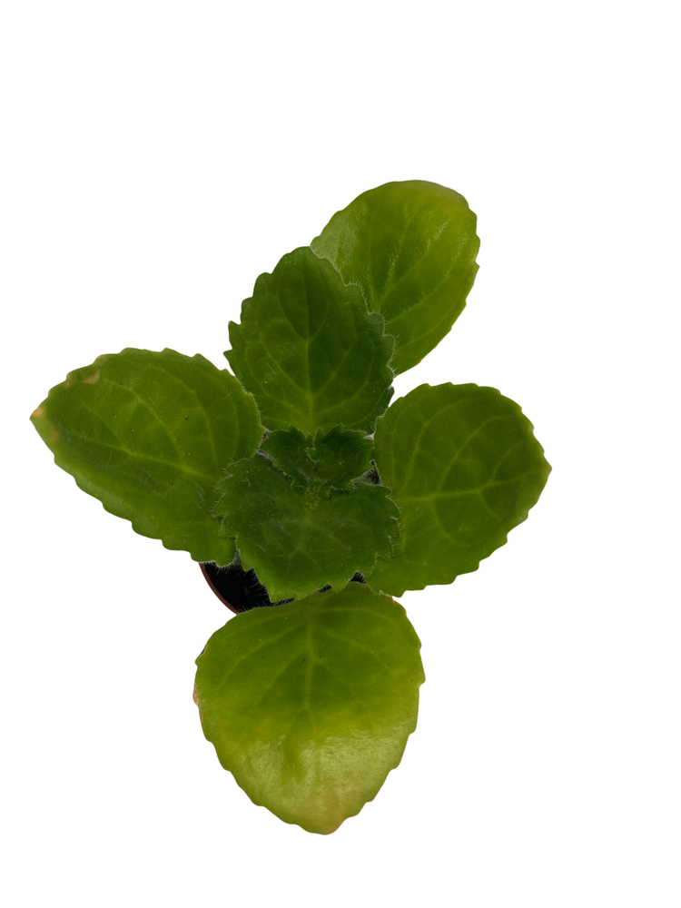 Purple Sunday Asian Violet - Primulina - House Plant - 2.5" Pot