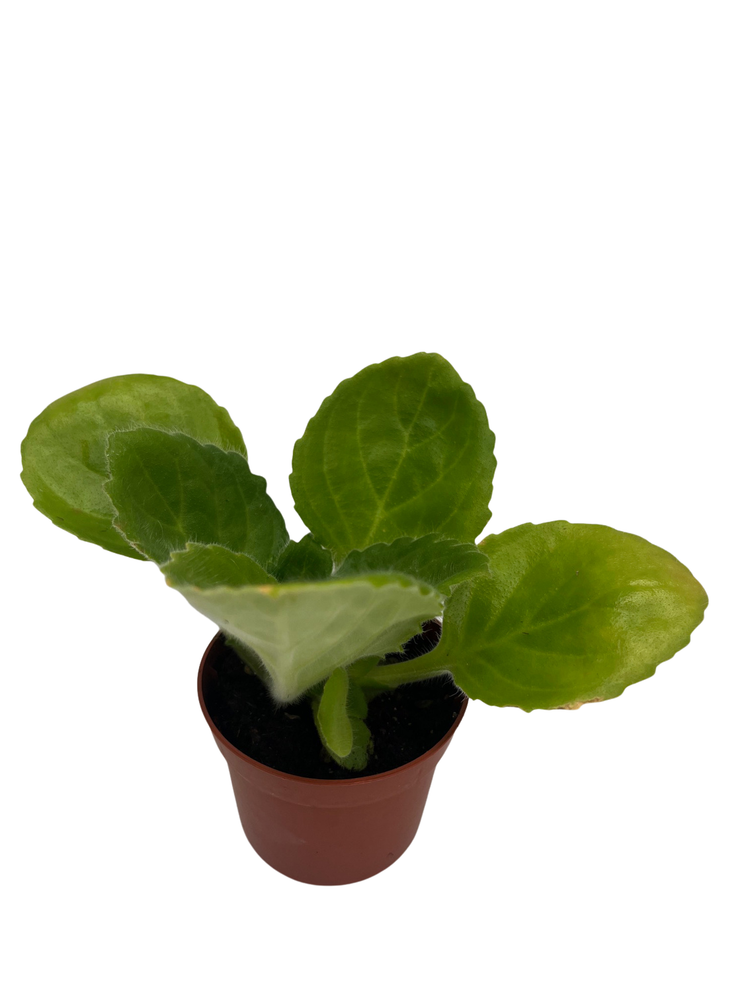 Purple Sunday Asian Violet - Primulina - House Plant - 2.5" Pot