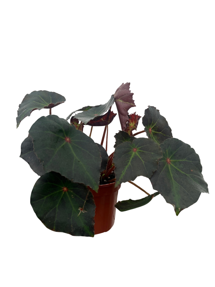 Boyfriend Begonia Plant - 4" Pot - Terrarium/Fairy Garden/Houseplant/Bonsai
