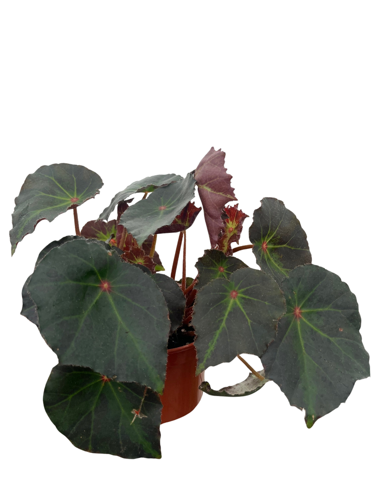 Boyfriend Begonia Plant - 4" Pot - Terrarium/Fairy Garden/Houseplant/Bonsai