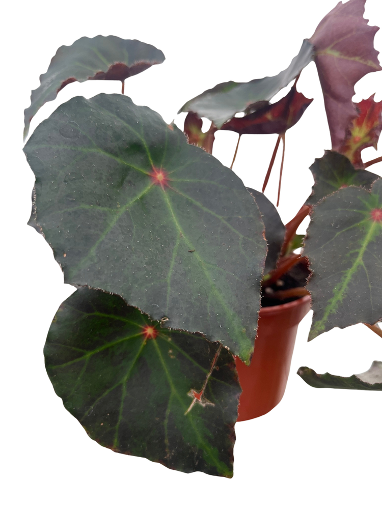 Boyfriend Begonia Plant - 4" Pot - Terrarium/Fairy Garden/Houseplant/Bonsai
