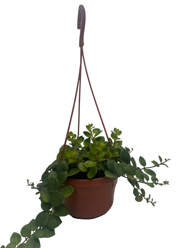 Thai Pink Lipstick Plant - 6" Hanging Basket - Aeschynanthus