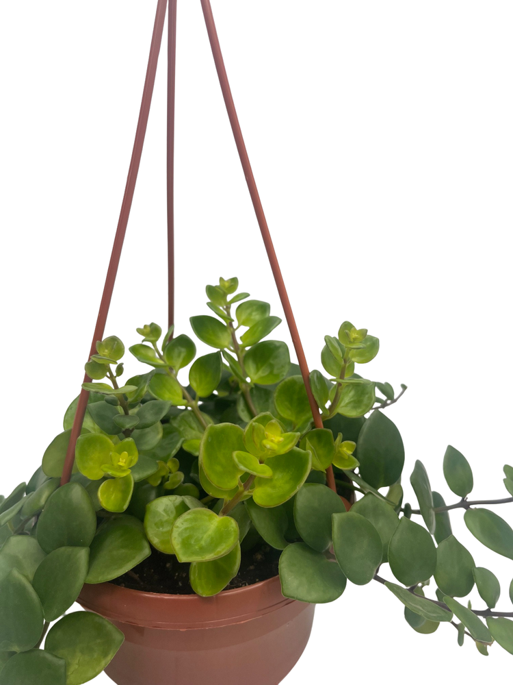 Thai Pink Lipstick Plant - 6" Hanging Basket - Aeschynanthus