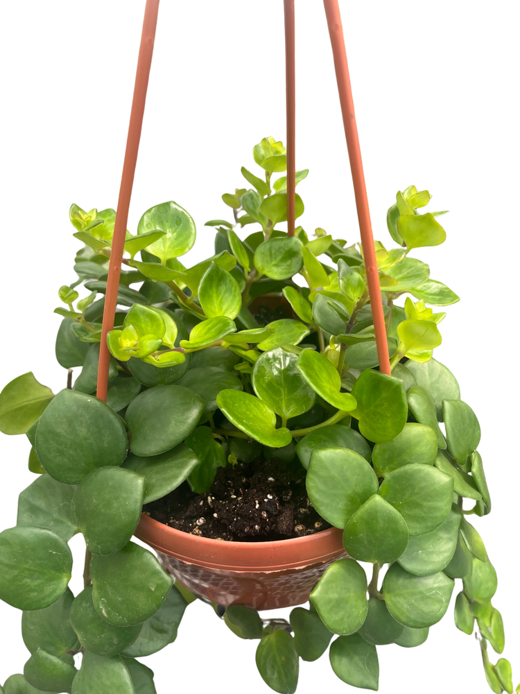 Thai Pink Lipstick Plant - 6" Hanging Basket - Aeschynanthus