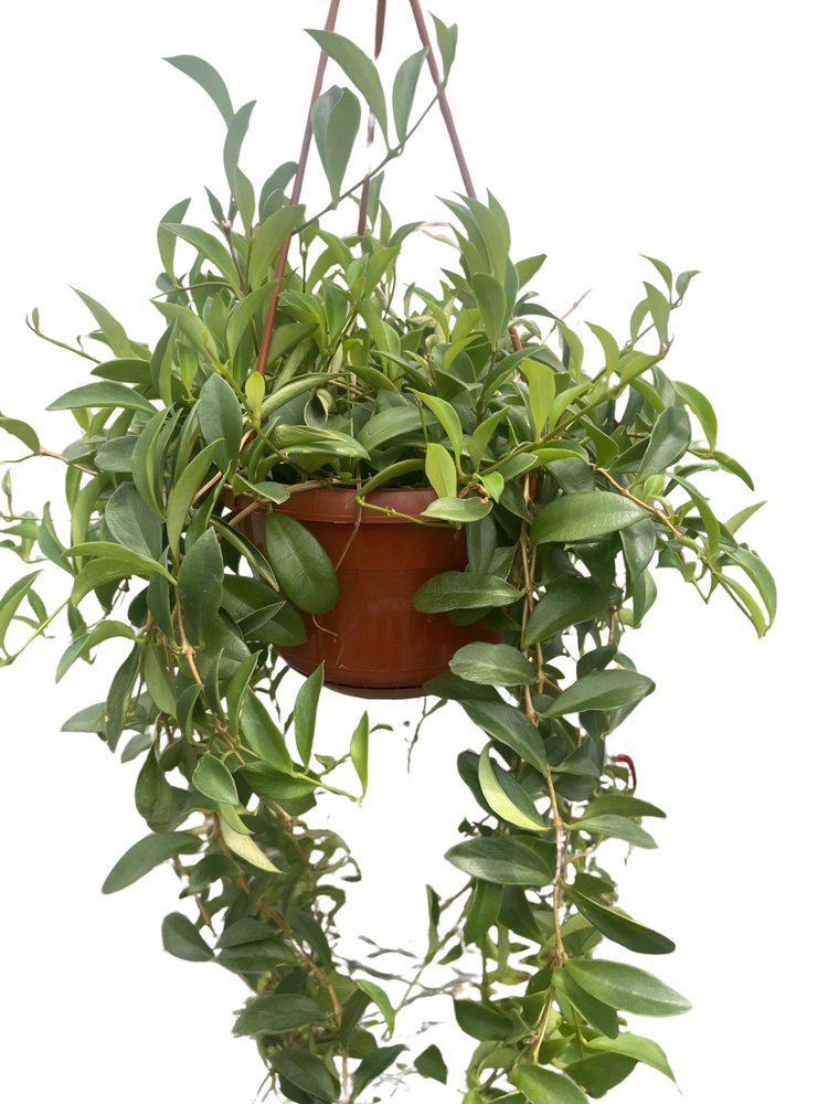 Big Apple Lipstick Plant - 6" Hanging Basket - Aeschynanthus radicans
