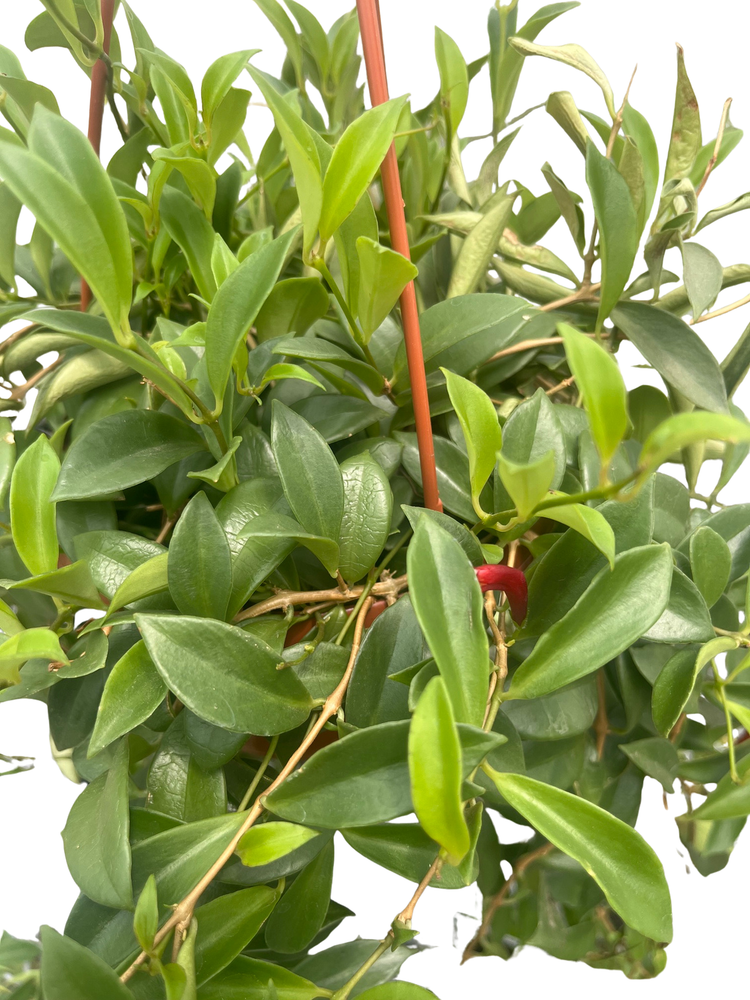 Big Apple Lipstick Plant - 6" Hanging Basket - Aeschynanthus radicans