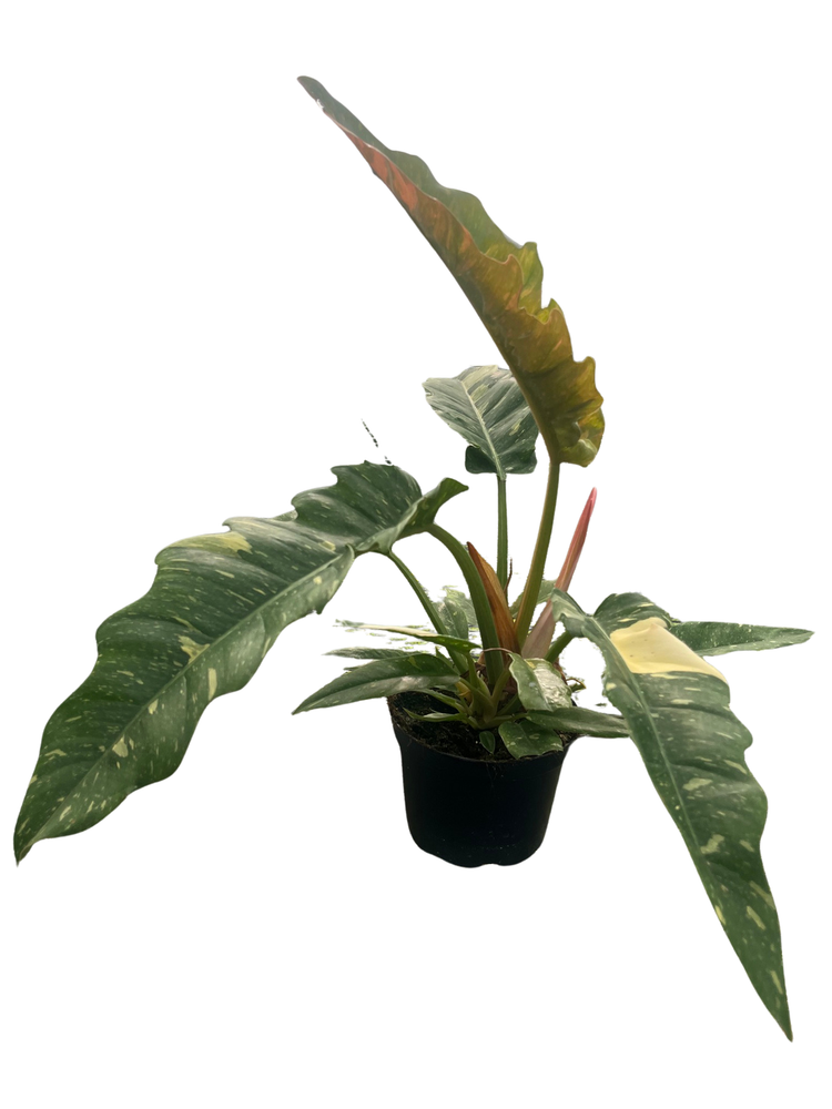 Rare and Vibrant! Ring of Fire Philodendron - 6" Pot