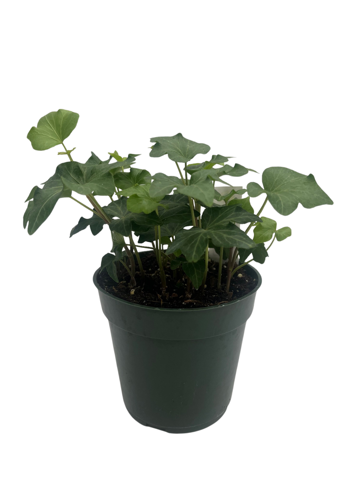 Irish Ivy - 4" Pot - Hedera English Ivy