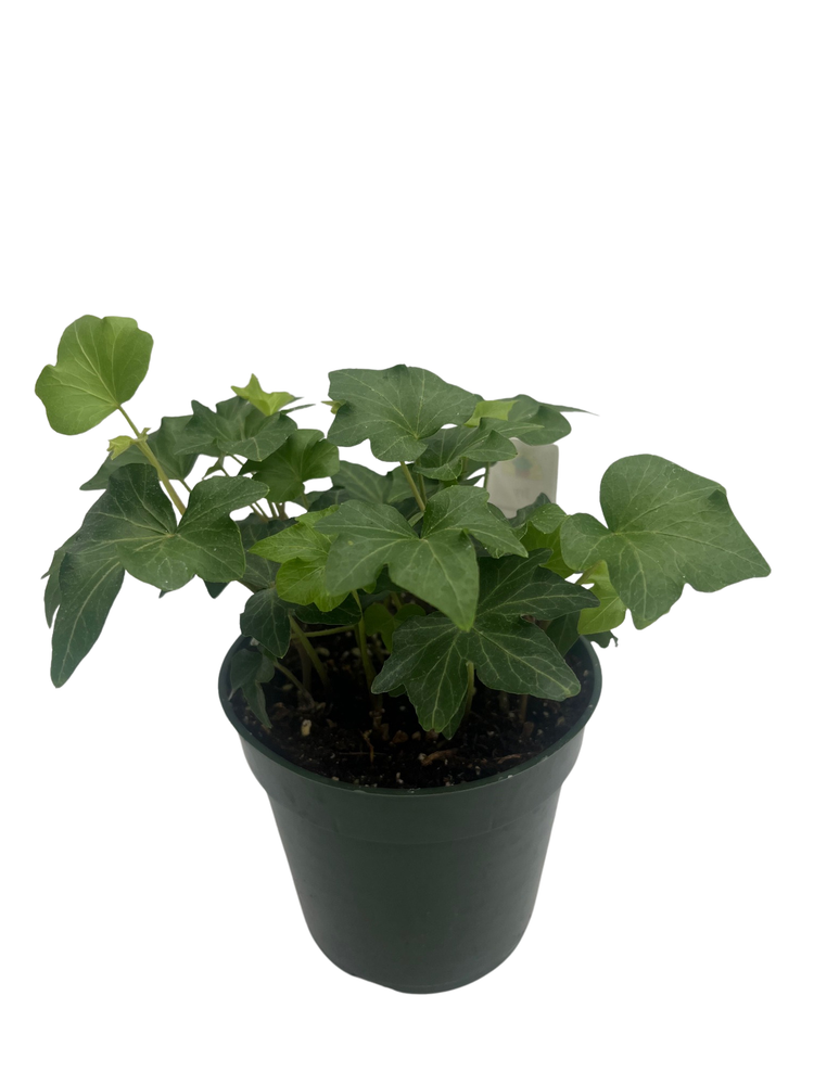 Irish Ivy - 4" Pot - Hedera English Ivy