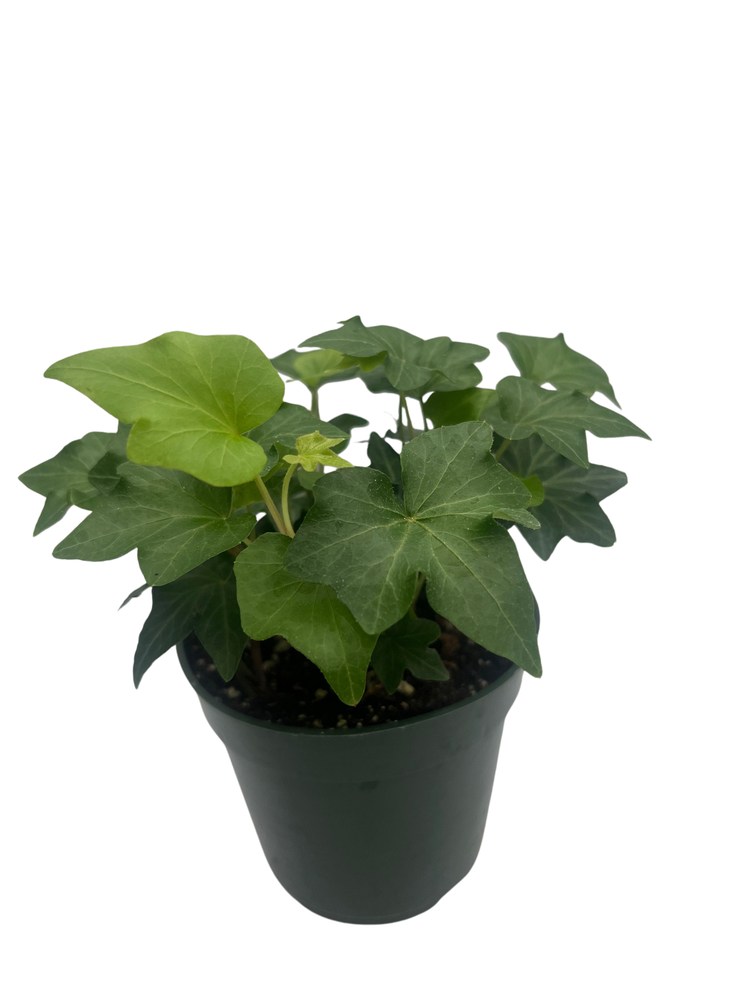 Irish Ivy - 4" Pot - Hedera English Ivy