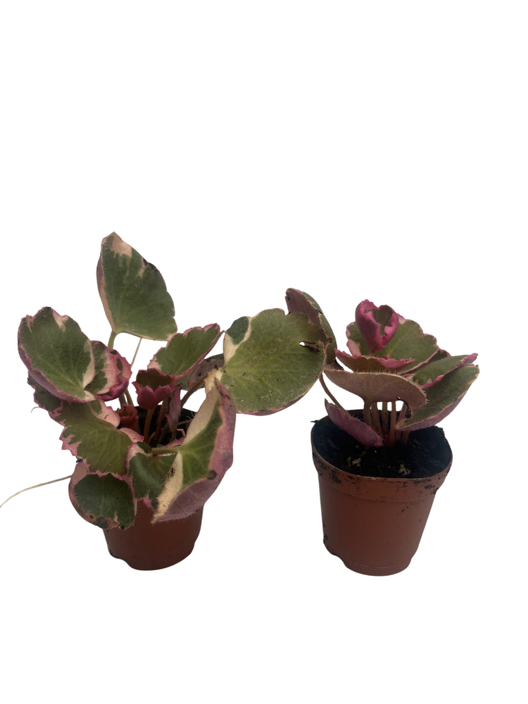 Variegated Strawberry Begonia Plants - 2 pack in 2.5" Pots - Saxifraga stolonifera