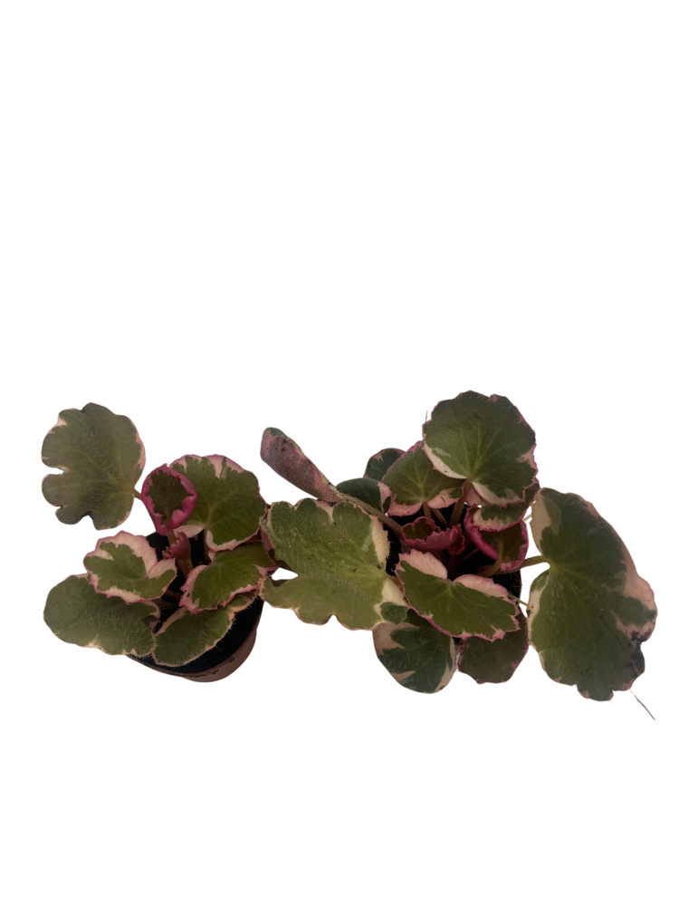 Variegated Strawberry Begonia Plants - 2 pack in 2.5" Pots - Saxifraga stolonifera