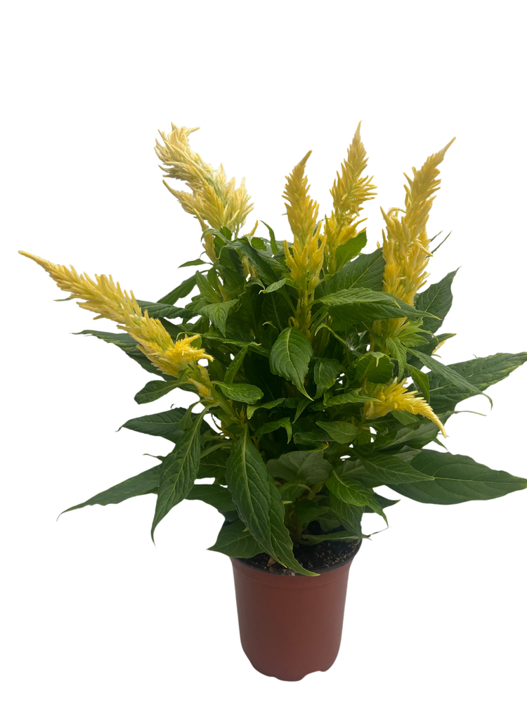 Grower's Choice Celosia - Live Plant - 4" Pot - Colorful Summer Blooms
