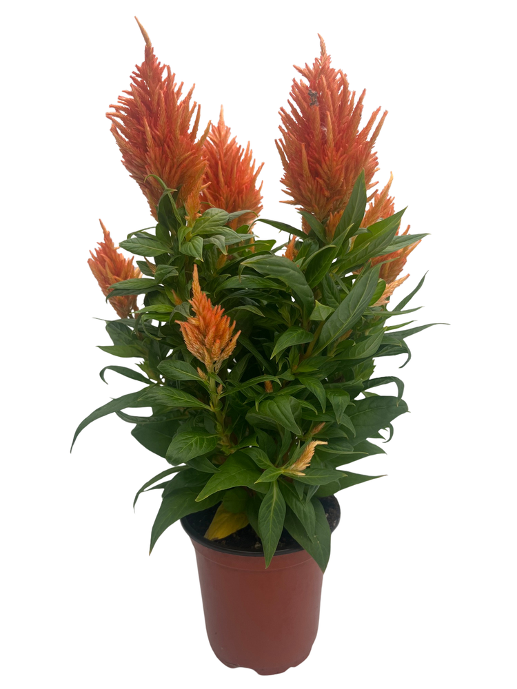 Grower's Choice Celosia - Live Plant - 4" Pot - Colorful Summer Blooms