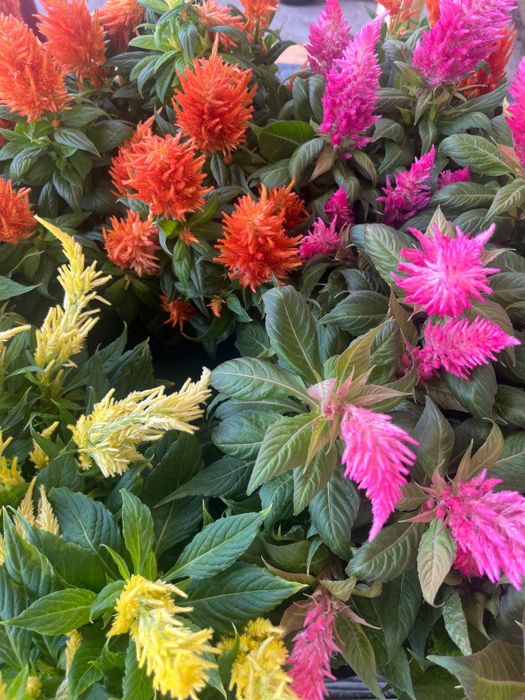 Grower's Choice Celosia - Live Plant - 4" Pot - Colorful Summer Blooms