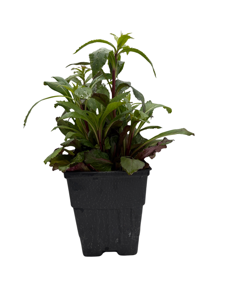 Starship Scarlet Cardinal Plant - Quart Pot - Perennial - Lobelia