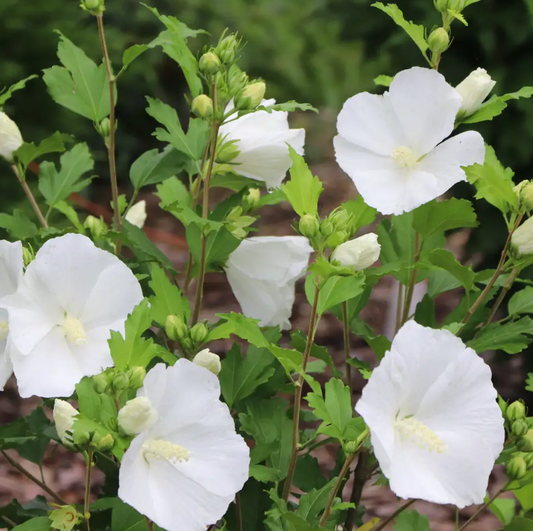 Paraplu® Pure White - Rose of Sharon - Hibiscus - 4" Pot - Proven Winners