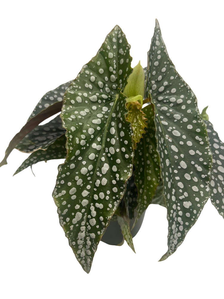 Silver Spot Angel Wing Begonia Plant - Begonia maculata - 4" Pot