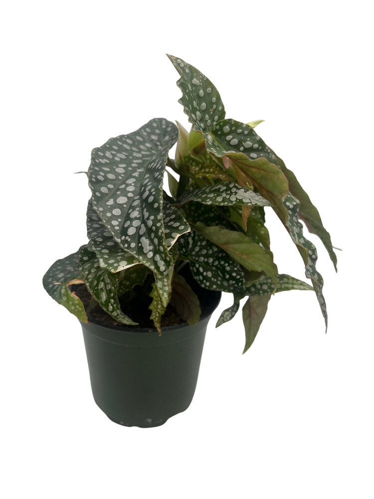 Silver Spot Angel Wing Begonia Plant - Begonia maculata - 4" Pot