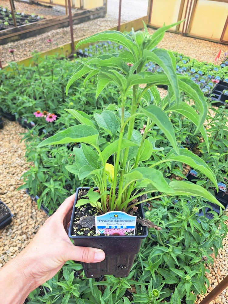 Prairie Splendor Coneflower - Quart Pot - Echinacea - Perennial