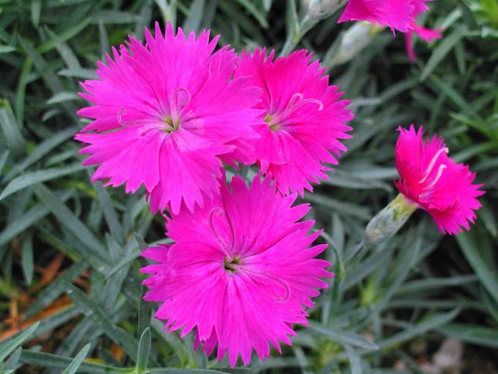 Neon Star Dianthus - Garden Pinks - Perennial- Quart Pot