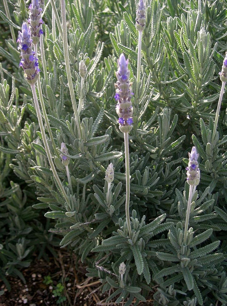 French Lavender Plant - 3" Pot - Lavender dentata - Indoors/Out