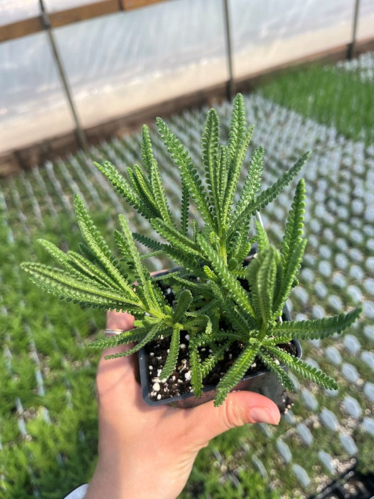 French Lavender Plant - 3" Pot - Lavender dentata - Indoors/Out