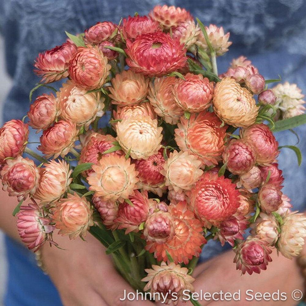 Apricot/Peach Mix Strawflower Plant - Helichrysum bracteacum - Paper Daisy - 3" Pot