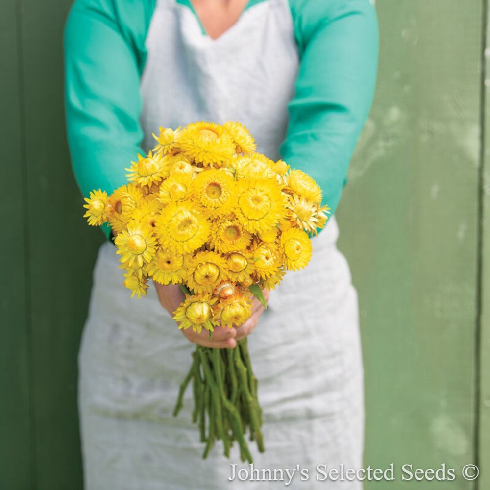 King Size Gold Strawflower Plant - Helichrysum bracteacum - Paper Daisy - 3" Pot