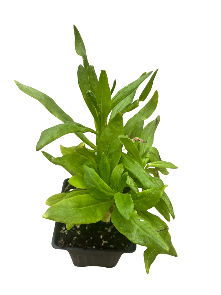 King Size Gold Strawflower Plant - Helichrysum bracteacum - Paper Daisy - 3" Pot