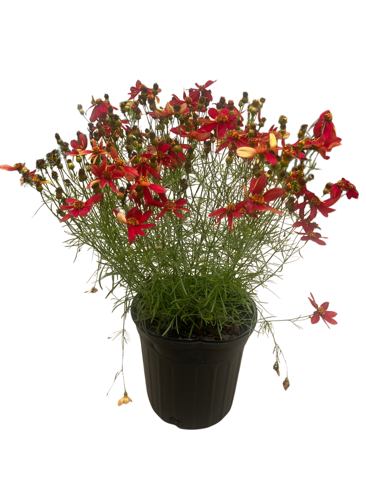 Sizzle & Spice Hot Paprika Coreopsis Plant - Tickseed - Live Plant - Gallon Pot