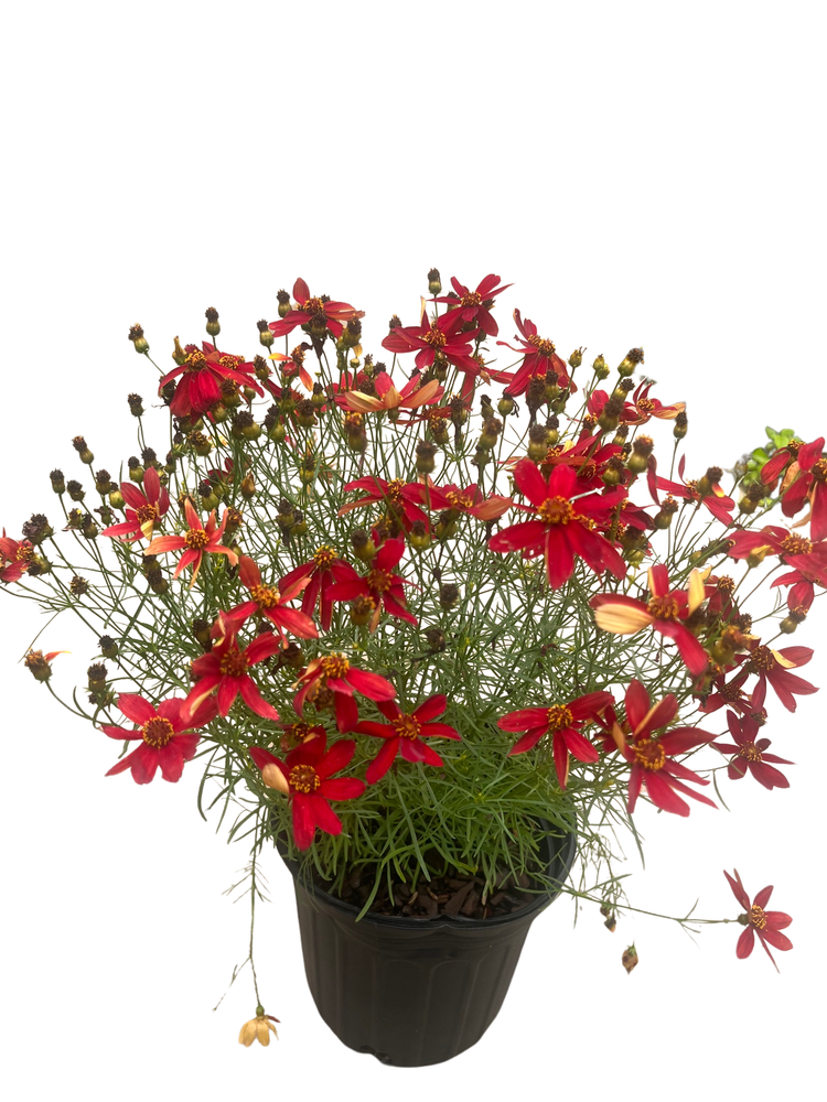 Sizzle & Spice Hot Paprika Coreopsis Plant - Tickseed - Live Plant - Gallon Pot