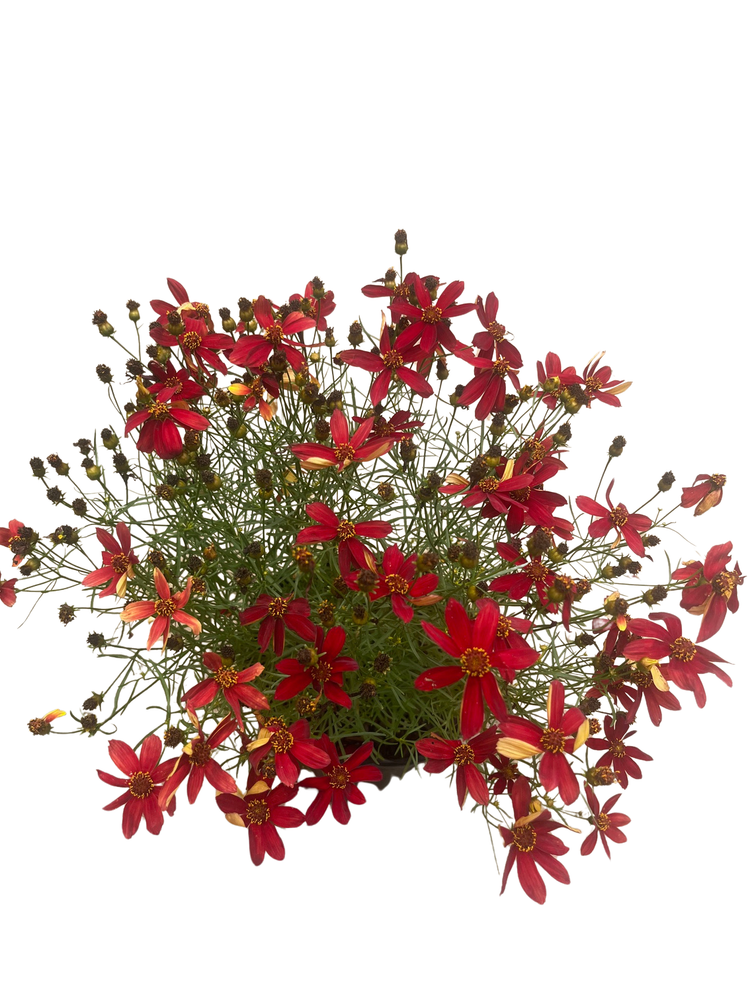 Sizzle & Spice Hot Paprika Coreopsis Plant - Tickseed - Live Plant - Gallon Pot