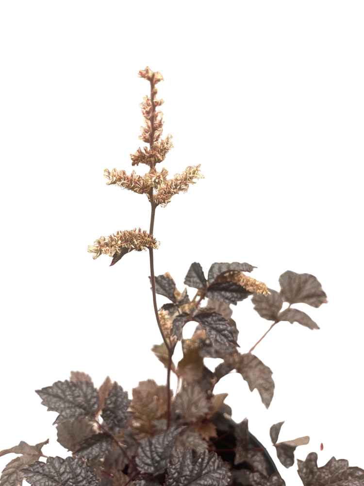 Chocolate Shogun Astilbe - Shade Perennial - Live Plant - Gallon Pot